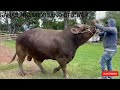 LLEGADA DE SEMENTAL DE LA RAZA SUIZO EUROPEO 🐂😳😳