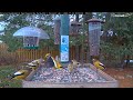 evening grosbeaks enjoy a morning buffet in ontario – nov. 22 2023