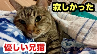 帰ってきた飼い主に赤ちゃん返りする猫／妹猫に遠慮してた優しい兄猫