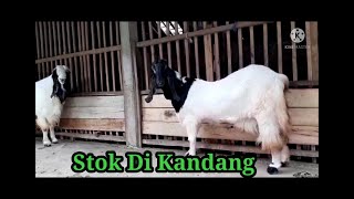 Stok Terbaru di Kandang