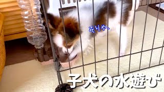 子犬の水遊び。うちの給水器の使い方。えー、やめてー！パピヨン子犬。Papillon。もなか日記　monaka _diary