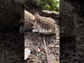 はりねずみんみん共和国 ハリネズミ　 はりねずみ はりねずみのいる暮らし hedgehog hedgehogs 🦔