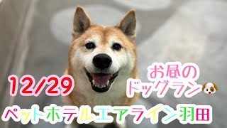 12/29お昼☀️ワンちゃんドッグラン〜猫ちゃん〜のご様子です♪羽田空港近くのペットホテルエアライン羽田にご宿泊中のペットちゃん達です♡