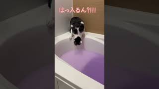 それゆけ！にゃんこ探検隊！〜お風呂でうた夫が本領発揮～#shorts #cat #Cat #猫 #保護猫 #猫動画