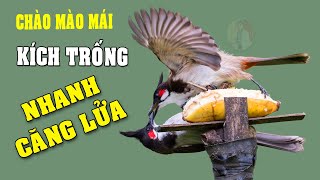 CHÀO MÀO MÁI KÍCH TRỐNG CĂNG LỬA  - CÁCH KÍCH LỬA CHÀO MÀO SỔ BỌNG HÓT CHÉ #chàomàohót