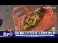 蝸牛小米粽釀食物中毒 醫:疑神經性毒性｜TVBS新聞 @TVBSNEWS01