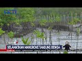 Keseruan Penanaman Ribuan Bibit Mangrove di Pantai Telaga Waja, Bali #SeputariNewsSiang 09/05