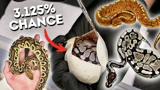 CUTTING OPEN BALL PYTHON EGGS!!