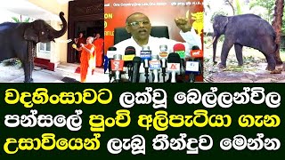 වදහිංසාවට ලක්වූ බෙල්ලන්විල පන්සලේ අලිපැටියා ගැන අධිකරණයෙන් ලැබුණු තීන්දුව මෙන්න/ bellanwila elephant