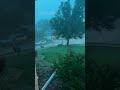 Woman reacts as storm topples tree onto car