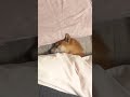 人の布団でちゃっかり寝ている柴犬 shibainu stole my futon