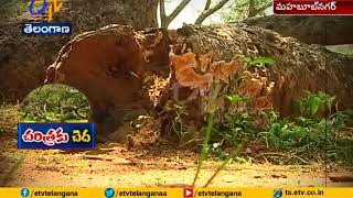 Pillalamarri at Mahabubnagar | 700 years old Banyan Tree | facing with a problems | A story