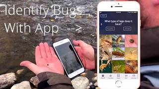 How to Use the Catch and The Hatch Bug ID App