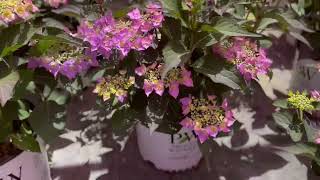 6 Great Hydrangea Macrophylla You Should Know About