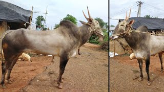 Marvellous HALLIKAR STUD BULL at Gollarahatti near Ajjanahalli.