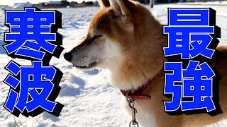 大寒波がきても元気な柴犬と暖かいお部屋でぬくぬくする猫たち