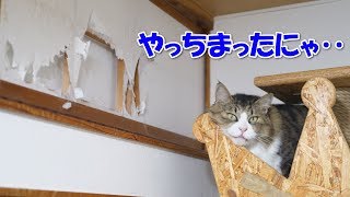 障子を破って上機嫌なボス猫