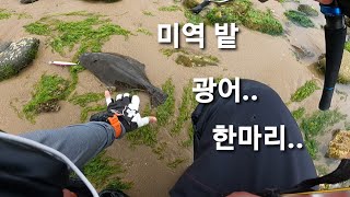 미역밭에 숨어 있던..광어...미노우 루어 낚시 minnow