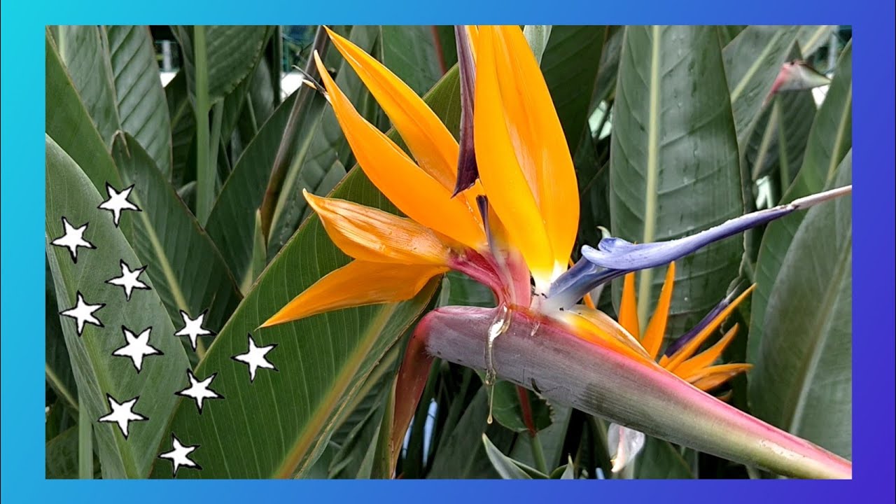 283.बर्ड ऑफ़ पेराडाइज़ /How To Grow Bird Of Paradise Plant - YouTube