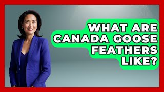 What Are Canada Goose Feathers Like? - Exploring Campgrounds