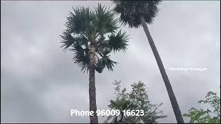 Coconut Harvesting Workers || தேங்காய் பறிக்க ஆட்கள் தேவையா || தென்னை மற்றும் பனை சுத்தம் செய்தல்