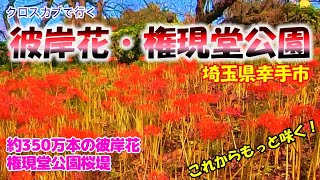 【権現堂公園の彼岸花】約350万本の彼岸花を見に、埼玉県幸手市の権現堂公園に行ってきました。今年は猛暑の為開花が遅れており、３分咲きくらいでしたがとても奇麗でした（モトブログ）