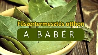 Fűszertermesztés otthon a babér, babérlevél