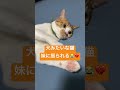 犬みたいな猫😼妹に振られる😹💔最後の表情がなんとも言えない😽💕 ムーンスター cat 猫 ねこ ねこのいる生活 茶トラ catlover きょうだい猫 ステラ