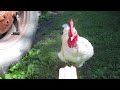 luther the white naked neck rooster.