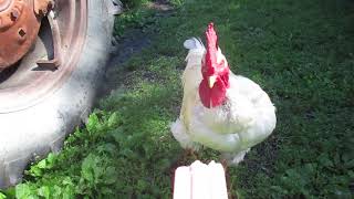 Luther the white naked-neck Rooster.