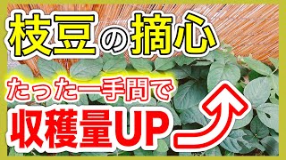 【枝豆の摘心】たった一手間で、収穫量アップ！！　〜狭い庭で家庭菜園〜