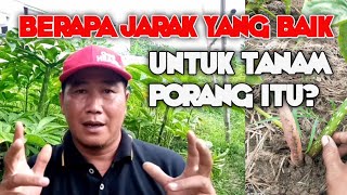 Jarak Tanaman Porang