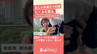 【獣医師解説】犬が正しいお座りできないワケ（ヒザまわりのむくみ）