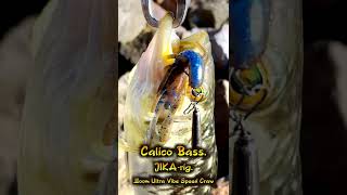 Calico on JIKA rig / ZOOM Ultra Vibe Speed Craw #Shorts