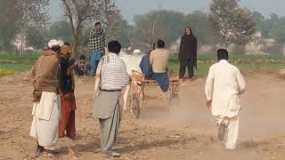 Daily  Vlog | New Bull  Bull Race 2024 Punjab Pakistan