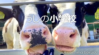 うしの小学校 てんとう虫と草刈りと【淡路島牧場】刈りたてのフレッシュな草に大興奮の牛娘たち