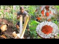 Sop janur muda babat sapi pete goreng tepung sambal badeg umbut rebus