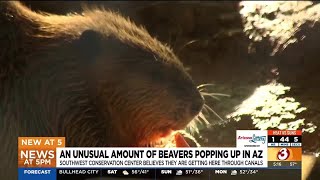 Unusual amount of beavers popping up in Arizona