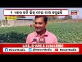 strawberry farming sambalpurରେ ଚାଷ ଜମିରେ ଷ୍ଟ୍ରବେରୀ ଫଳାଉଛନ୍ତି ଯୁବକ odia news