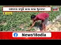 strawberry farming sambalpurରେ ଚାଷ ଜମିରେ ଷ୍ଟ୍ରବେରୀ ଫଳାଉଛନ୍ତି ଯୁବକ odia news