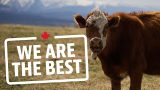 Why Alberta's grasslands are the perfect place to raise cattle | We Are The Best