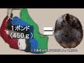 カナダ動物記【国獣ビーバー・悲劇の歴史】ナポレオンとの意外な関係？★先住民を巻き込んだビーバー戦争