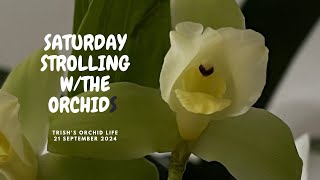 Saturday Strolling with the Orchids 21 September 2024 Saturday Strolling