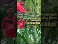 RAHASIA TONGKOL JAGUNG BESAR DAN SUBUR #videoshorts #jagung #shorts