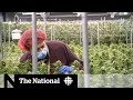 Exporting Canada's pot