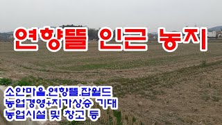 순천시 농지 10억8천만원 / 해룡면 대안리, 개발예정지 연향뜰 인근 경지정리 된 논 4,000㎡(1,210평)