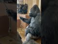 陽気なゴリラ！　東山動植物園　 gorilla animals