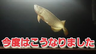 悩みが尽きないアロワナ飼育～餌食いが○○になりました～