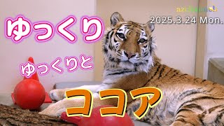 【ココア アムールトラ】足の治療で元気回復🐯☕️サンルームと食欲とココアだけのゆったり時間