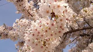 水沢公園の桜 🌸2022年🌸